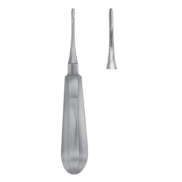 Apical