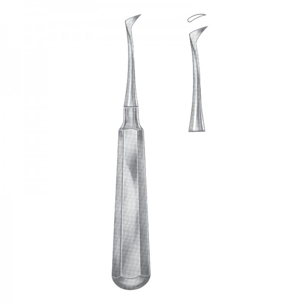 Apical